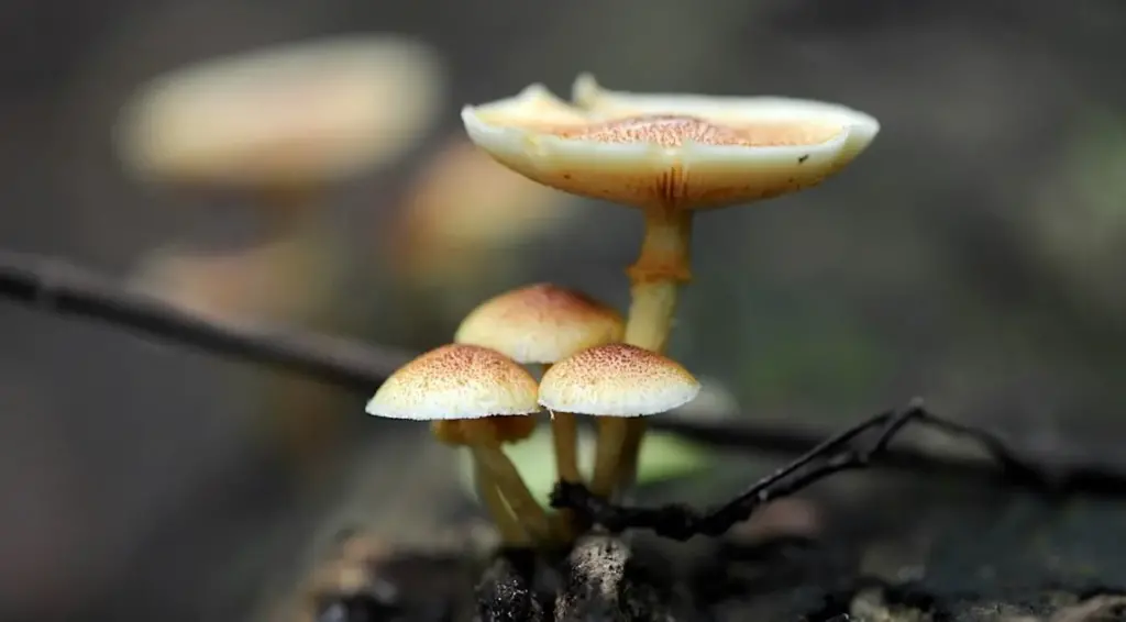 Combining Psilocybin with Other Components: Discover exactly how particular foods or supplements 